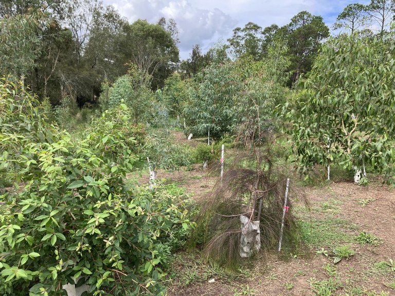 Maitland Landcare Inc - Bolwarra Site