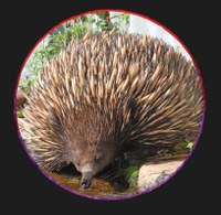 Bombay Display Board: Fauna