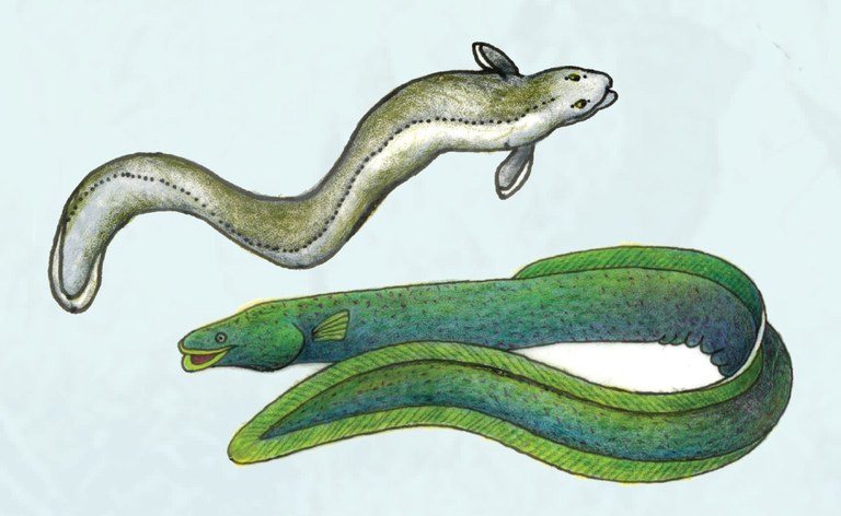 Eel Illustrations by C Payne.JPG