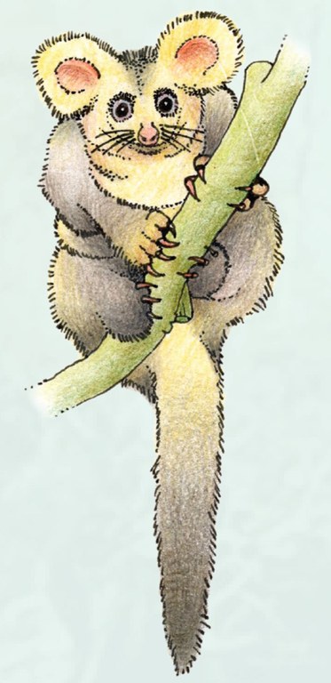 Greater Glider Illustration by C Payne.JPG