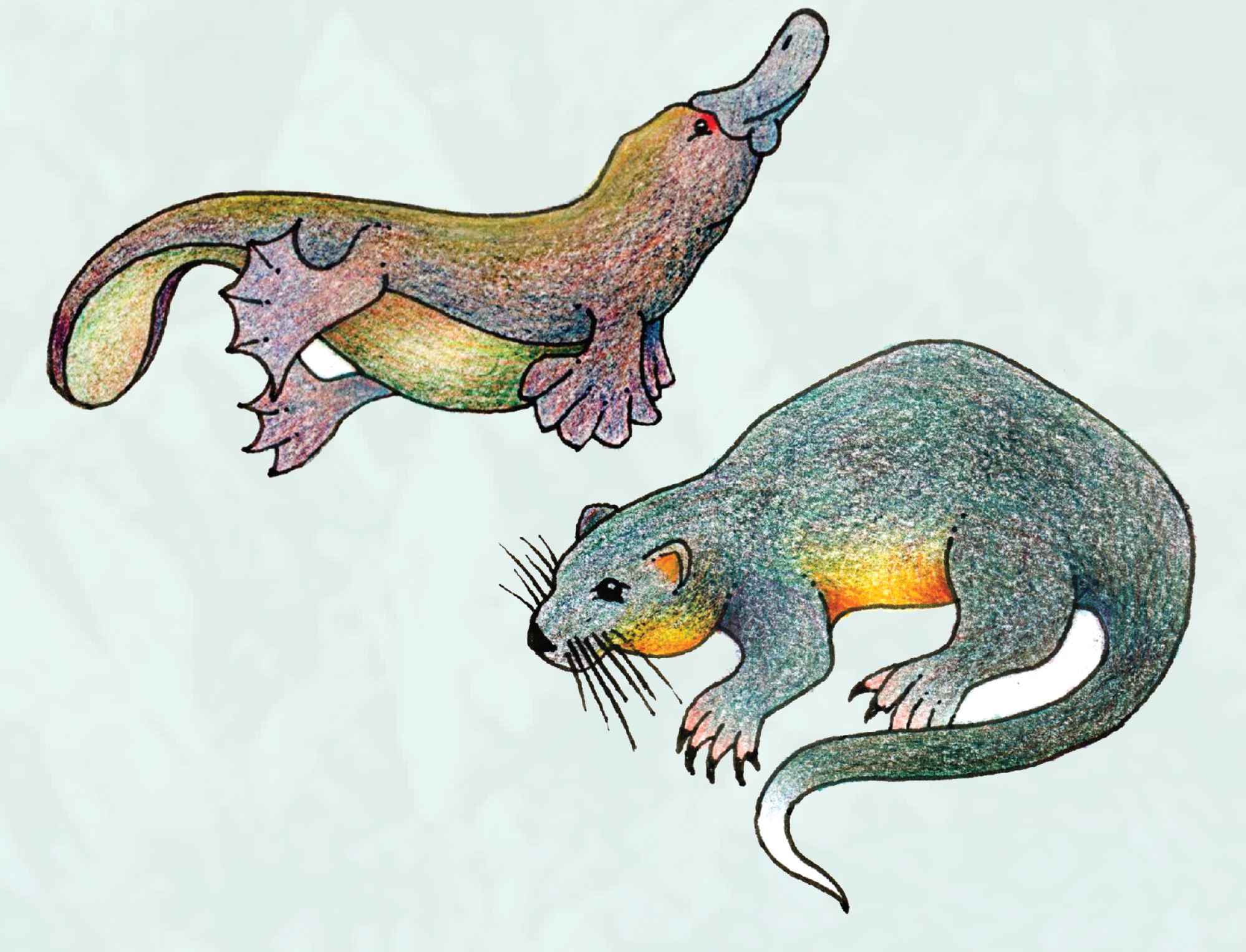 Platypus and Rakali Illustrations by C Payne.JPG