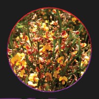 Bombay Display Board: Flora