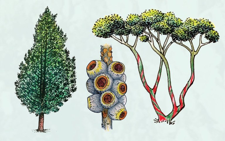 Flora Illustrations C Payne 2.JPG