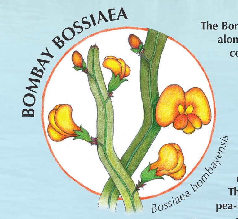 Bombay Bossiaea.JPG