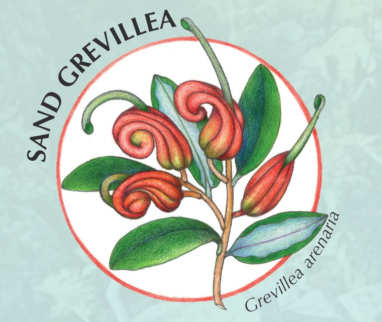 Grevillea.JPG