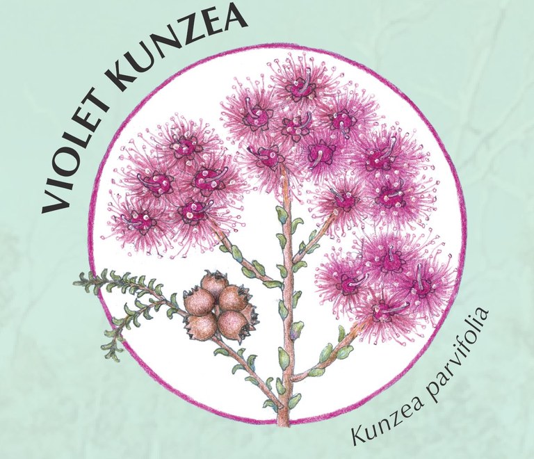 Kunzea.JPG