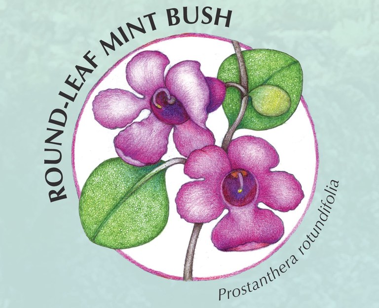 Mint Bush.JPG