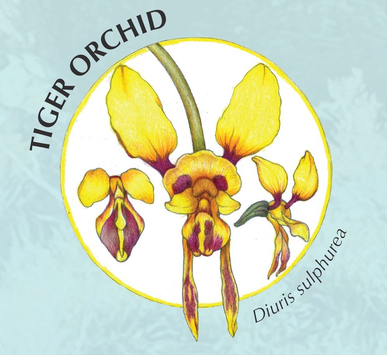 Tiger Orchid.JPG