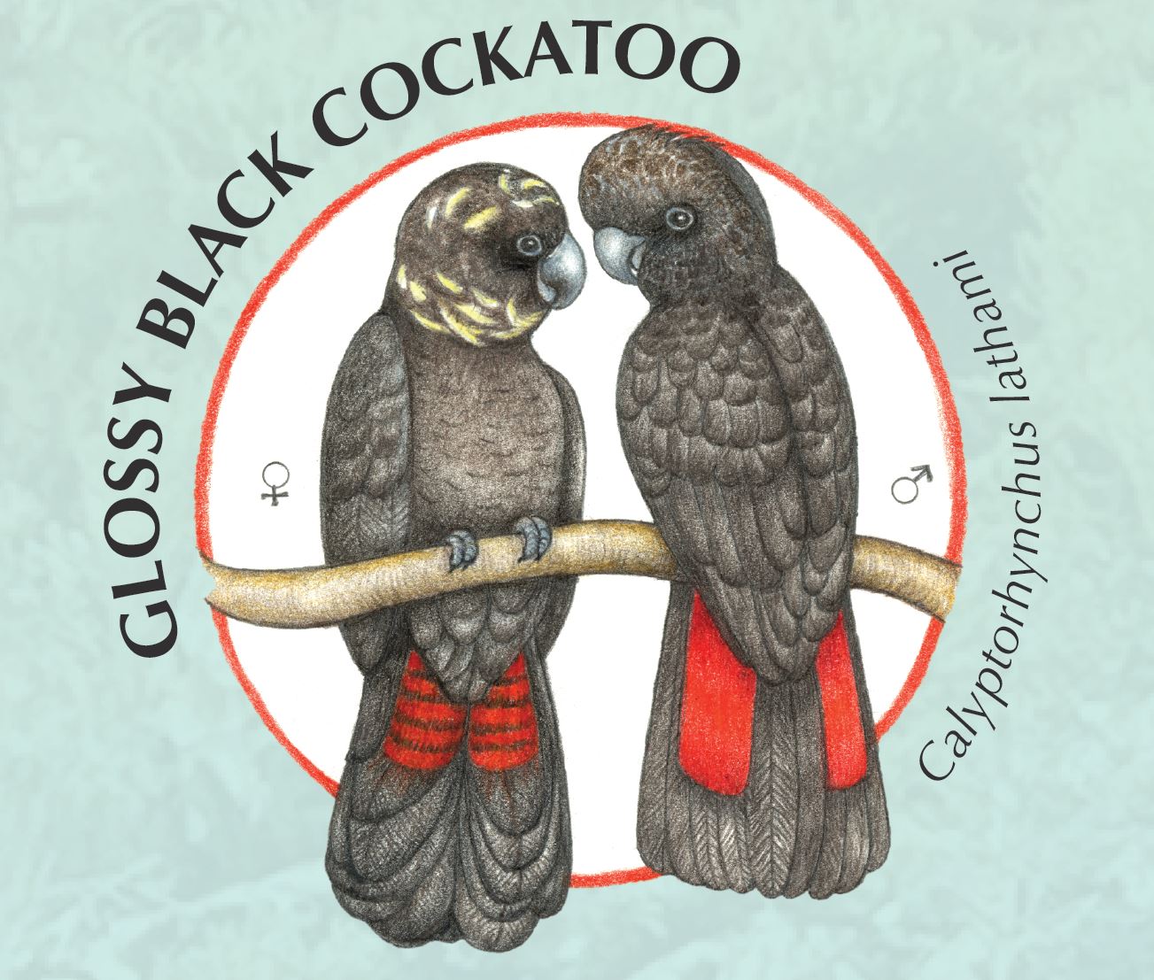 Clossy Black Cockatoo.JPG