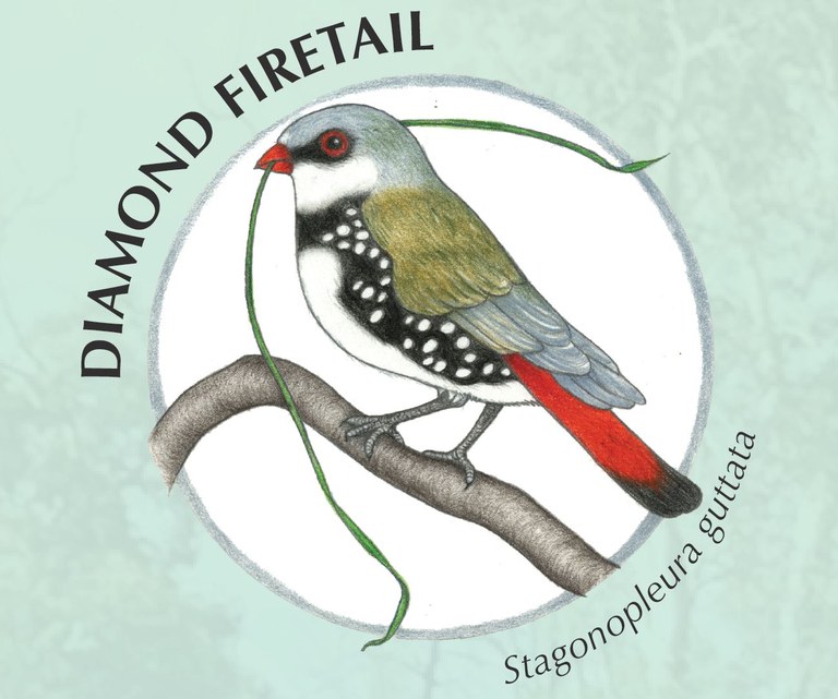 Diamond Firetail.JPG