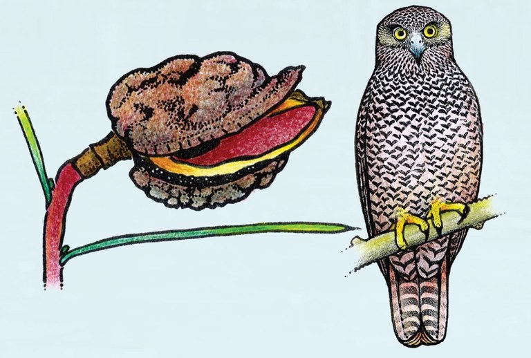Flora and Fauna Illustrations C Payne.JPG