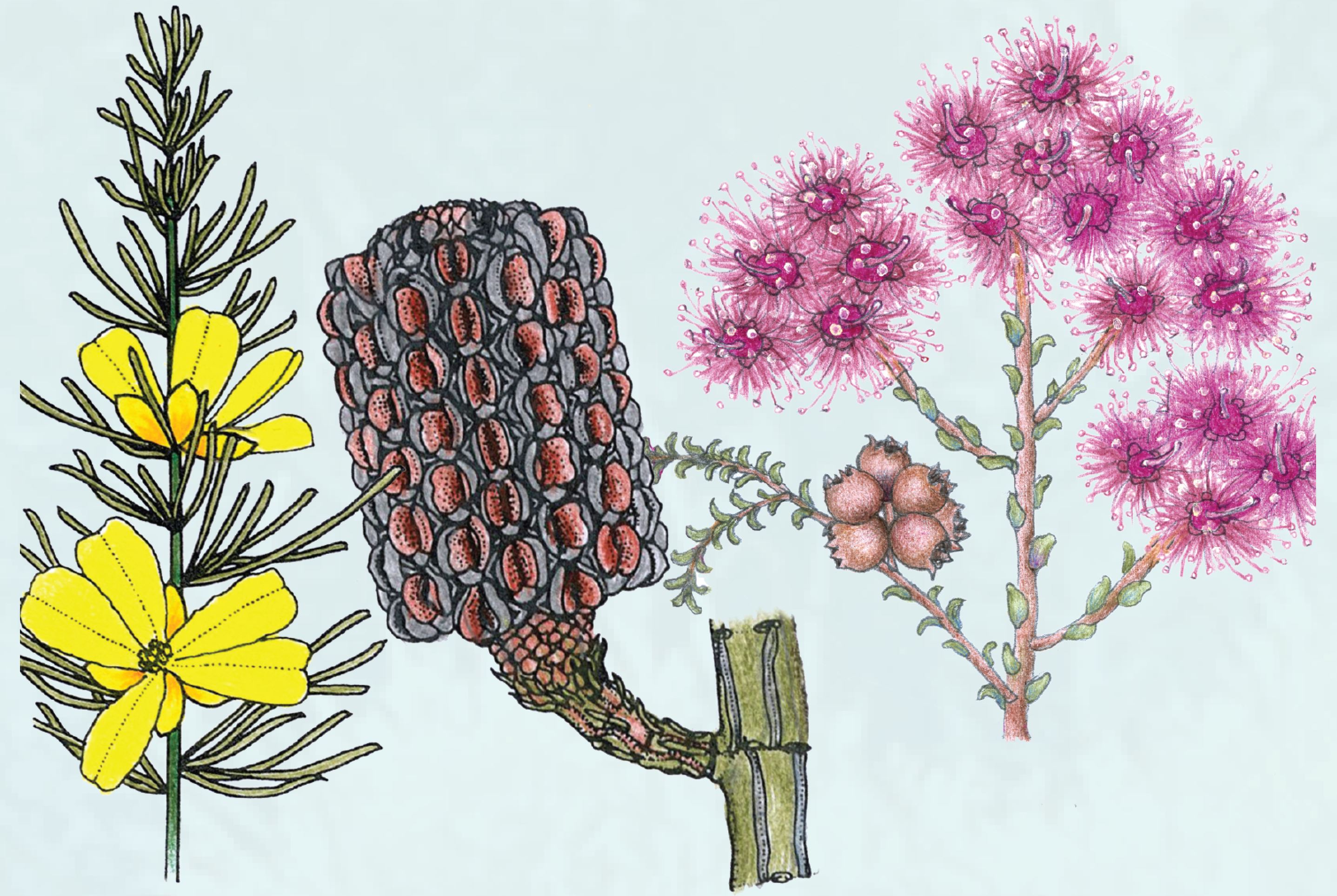 Flora Illustrations C Payne.JPG