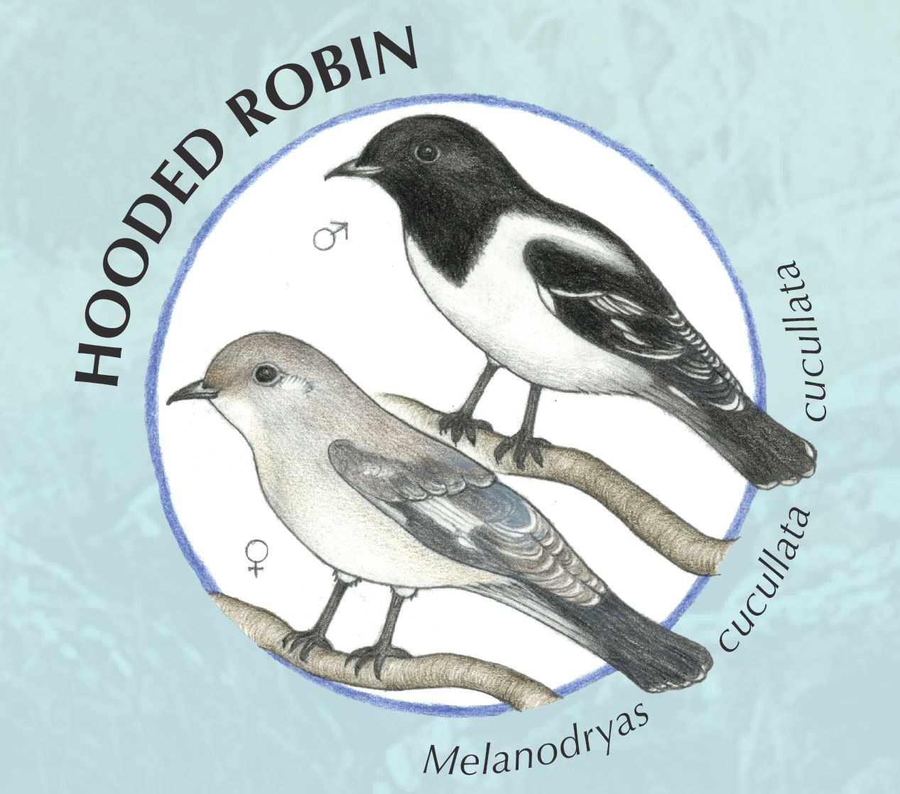 Hooded Robin.JPG