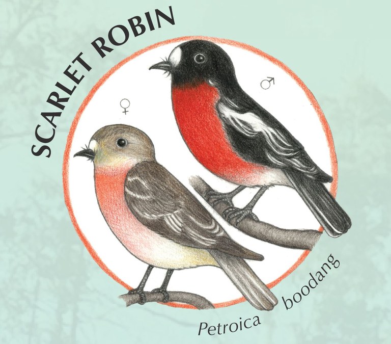 Scarlet Robin.JPG