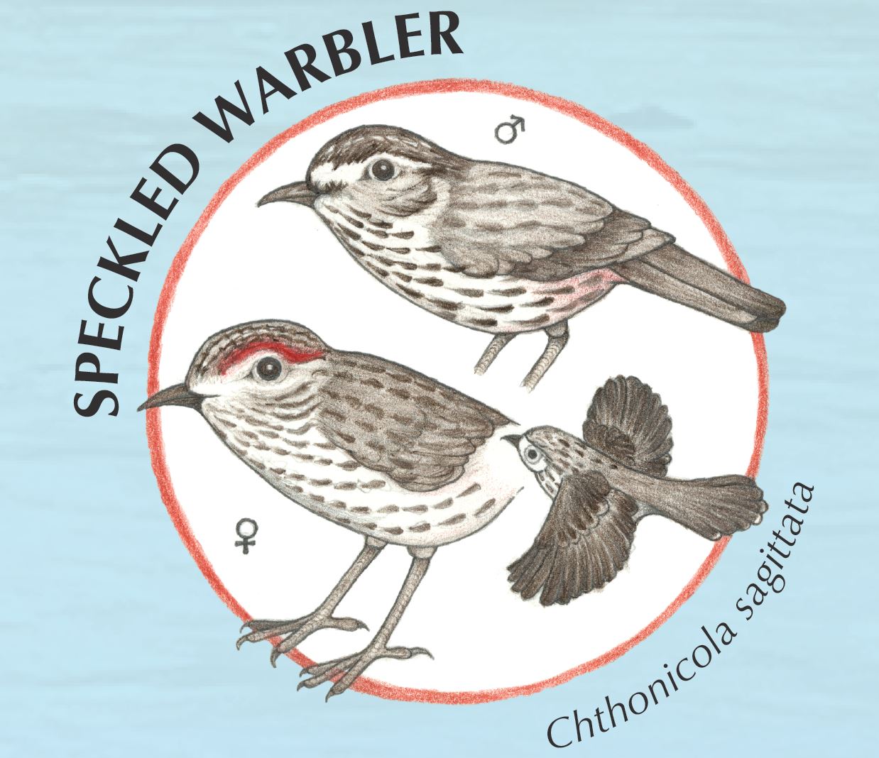 Speckled Warbler.JPG