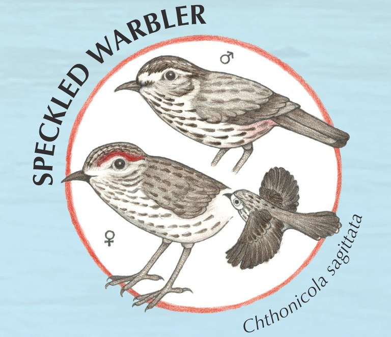 Speckled Warbler.JPG