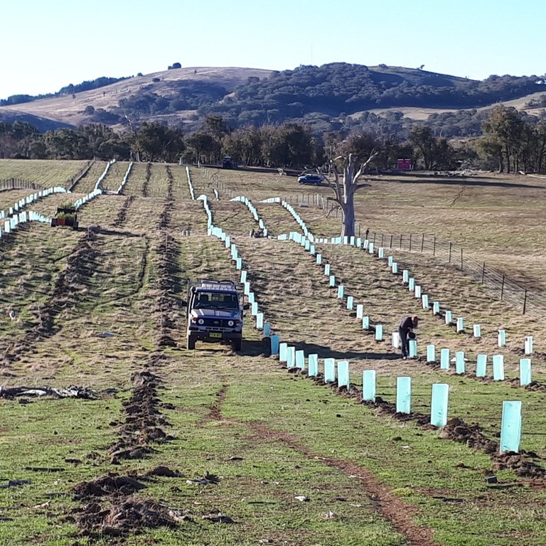 Habitat Hops community planting