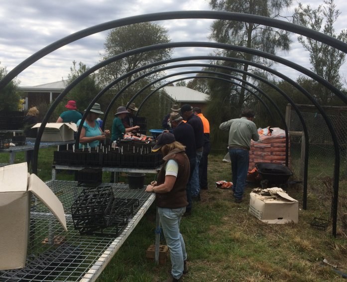 Planting tubestock