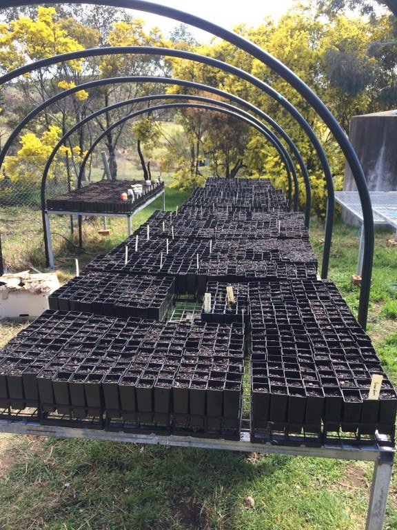 Tubestock planted with seeds