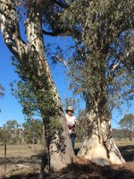 Tree hug