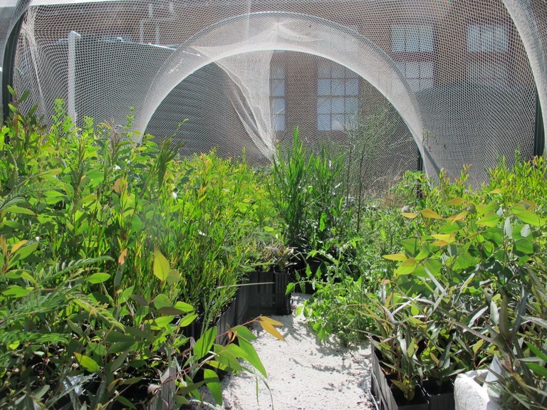 Screen house at the nursery