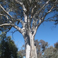 Eucalypts Australia grant
