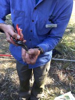 Bookham native plant identification and training