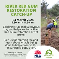 Wollombi Brook River Red Gum restoration catch-up