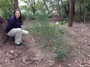 Lionel Watts Reserve - Duffy's Forest Ecological Community