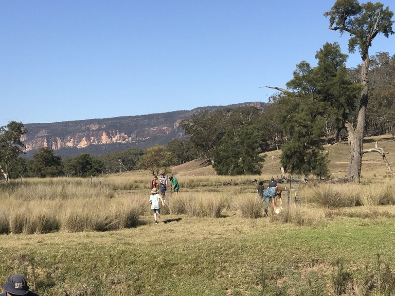 Revegetation along Capertee River