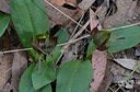 Large bird orchid (Simpliglottis valida)