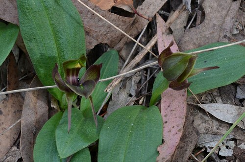 Large bird orchid (Simpliglottis valida)