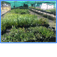 Central Tablelands Landcare Nursery