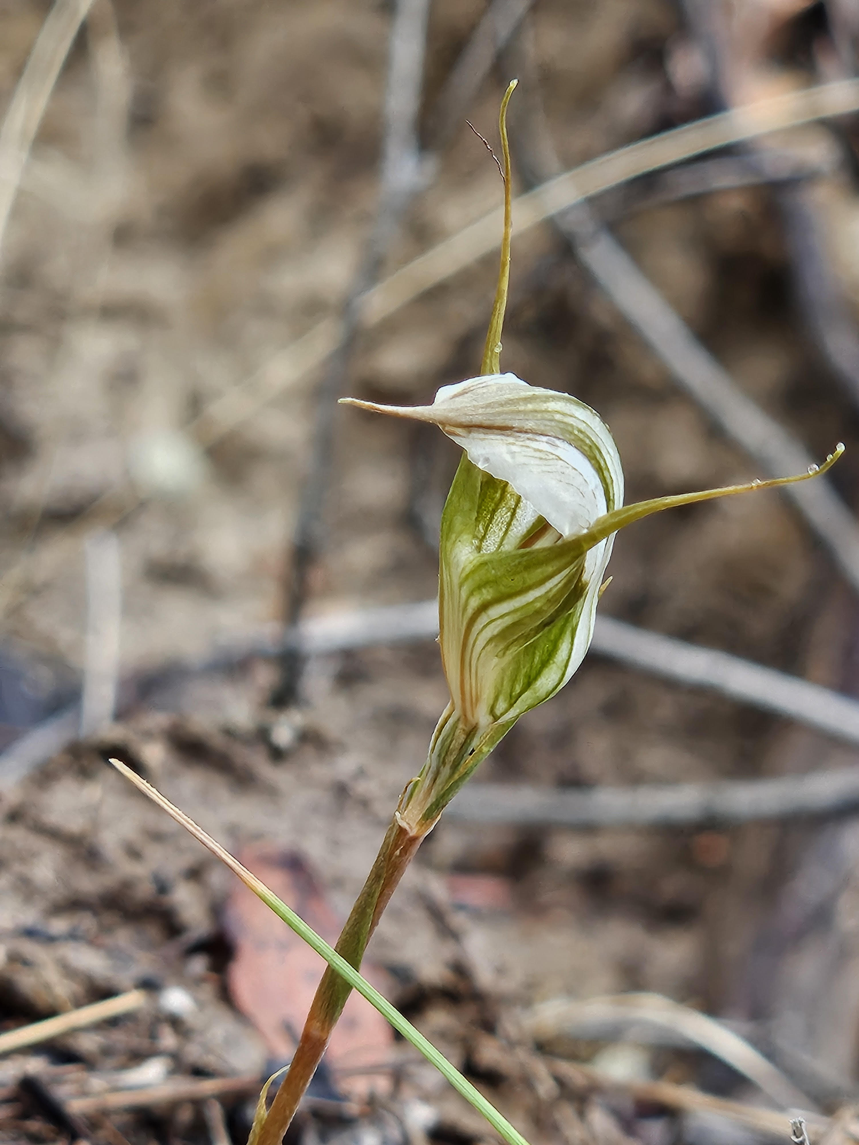 Green Hooded Orchid.jpg