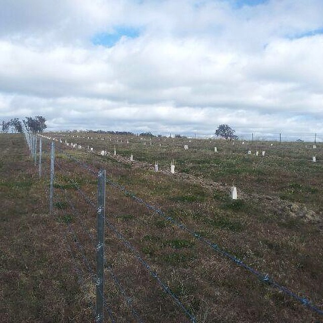 How do my trees grow? — NSW Landcare Gateway