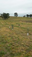 Central Tablelands Landcare opens new revegetation programs