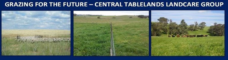 Grazing in the Central tablelands