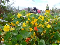 Watering in dry times