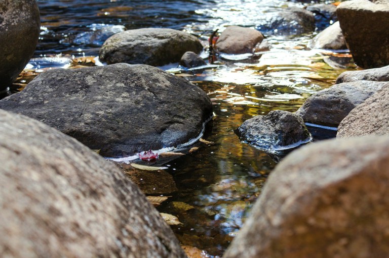 🌿 Creek Feast: A Celebration of Local Biodiversity at Lawson Creek 🌿