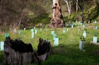 Australia Introduces Nature Repair Market Bill to Revitalise Biodiversity