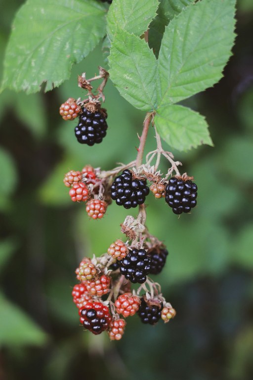 Biological Weed Control Workshop
