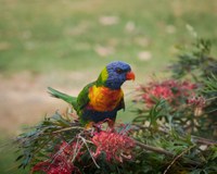 Capertee Valley Supporting the Endangered Regent Honeyeater - Bird Walk