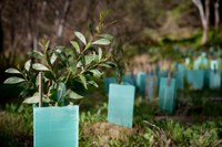 Capertee Valley Supporting the Endangered Regent Honeyeater -site preparation day