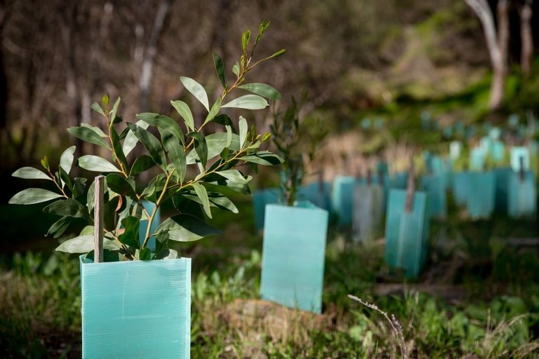 Capertee Valley Supporting the Endangered Regent Honeyeater -site preparation day