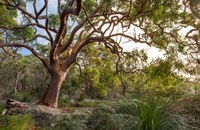 Celebrate National Eucalyptus Day!