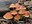 Ferntree Gully Fungi Foray
