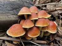 Ferntree Gully Fungi Foray