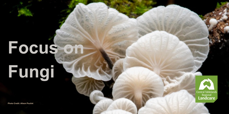 Focus on Fungi -Saturday Session