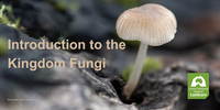 Introduction to the Kingdom Fungi