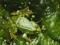 Join Lithgow’s Frog Monitoring Program